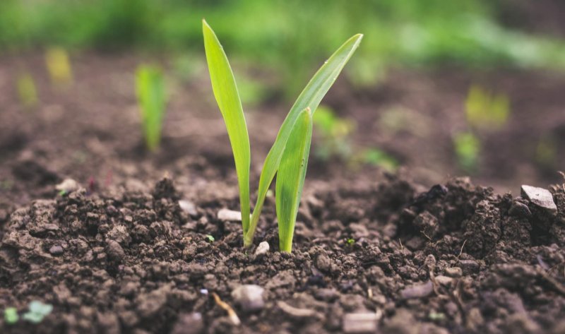 Ação de Crédito do Pronaf Floresta beneficia clientes no Marajó