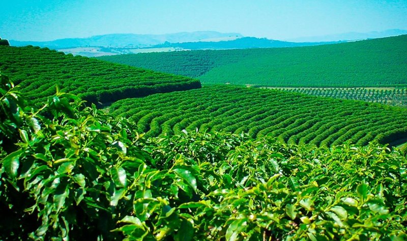 Setor de cafeicultura de Rondônia recebeu R$ 7,58 milhões em contratações