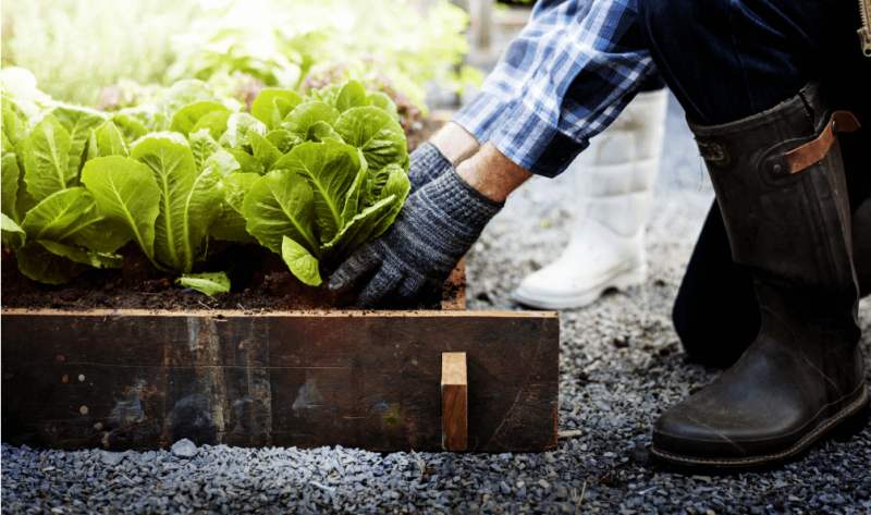 Dez dicas para montar sua horta de base ecológica