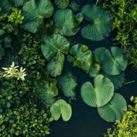 Confira a programação completa do estande do Banco da Amazônia na Green Zone