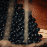 Sente o Clima: o abraço da Amazônia ribeirinha na Ilha do Combu
