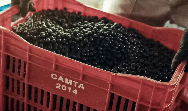 Uma nova vida começa aqui: nossa campanha celebra quem move a Amazônia