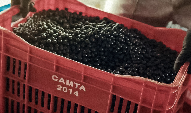 Uma nova vida começa aqui: nossa campanha celebra quem move a Amazônia