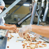 Da floresta ao prato: 7 produtos da bioeconomia que salvam a Amazônia e geram renda para famílias