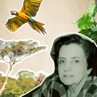 Clara Pandolfo: a mulher que enxergou a Amazônia do futuro através da ciência