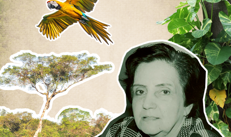 Clara Pandolfo: a mulher que enxergou a Amazônia do futuro através da ciência