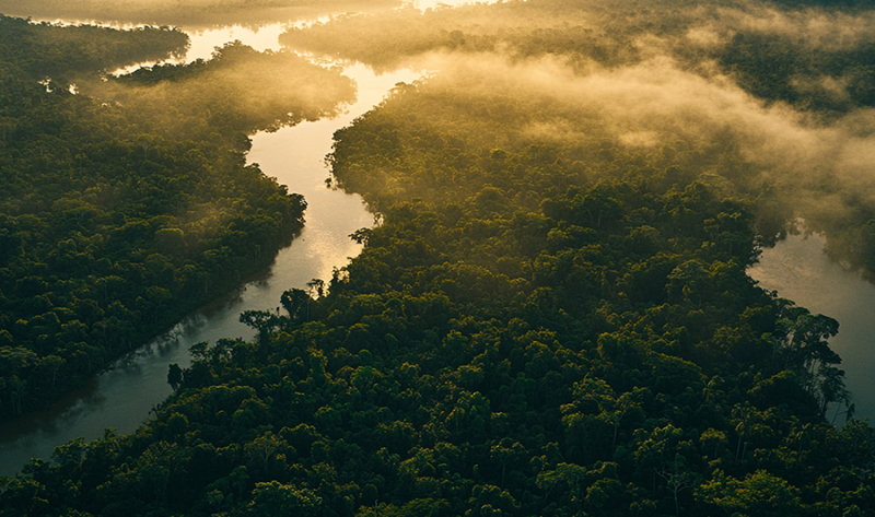 Floresta em pé: o maior ativo econômico e ambiental da nossa região