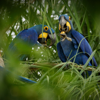 Biodiversidade amazônica: o maior patrimônio vivo do planeta e o futuro do desenvolvimento sustentável
