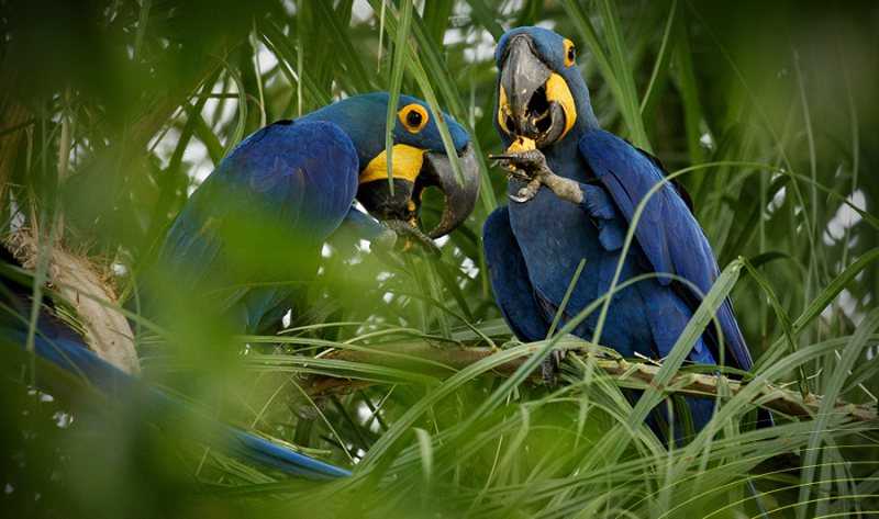 Biodiversidade amazônica: o maior patrimônio vivo do planeta e o futuro do desenvolvimento sustentável