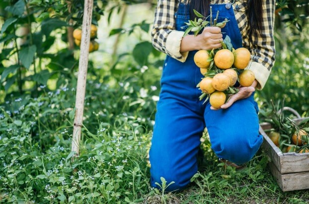 Agricultura familiar: segundo IBGE cerca de 4,4 milhões de famílias trabalham com agricultura em pequenos cultivos próprios.