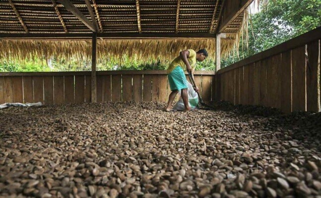 COMUNIDADES INDÍGENAS XAARI E ANAUÁ-RR OBTÊM CRÉDITO 100% DIGITAL APROVADO NO BANCO DA AMAZÔNIA