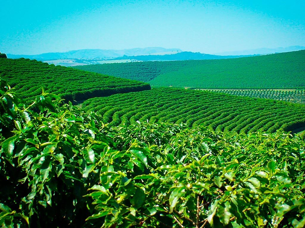 Setor de cafeicultura de Rondônia recebeu R$ 7,58 milhões em contratações