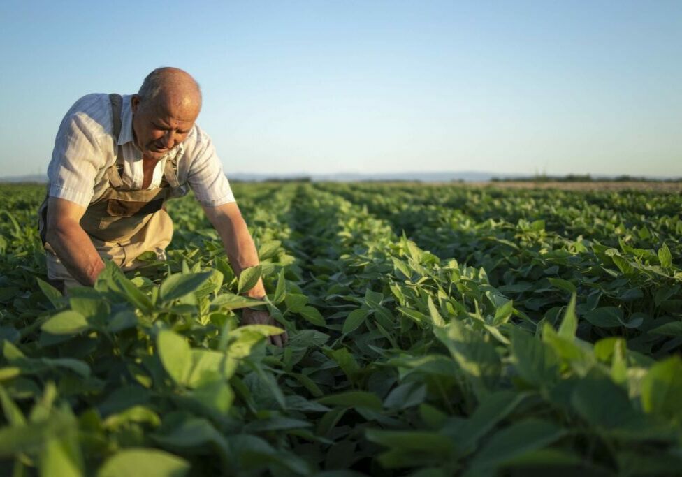 Senior hardworking farmer agronomist in soybean field checking crops before harvest.